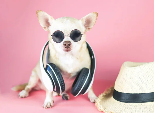 首周りのサングラスやヘッドフォンを身に着けている茶色のChihuahua犬の肖像画は わらの帽子でピンクの背景に座っている 夏旅行のコンセプト — ストック写真