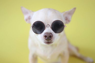 Güneş gözlüğü takan kahverengi chihuahua köpeğinin sarı arka planda fotokopi alanı ile oturduğu görüntüyü kapat. yaz gezisi konsepti.