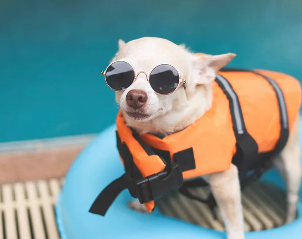 Portret Uroczego Brązowego Psa Chihuahua Krótkich Włosach Noszącego Okulary Przeciwsłoneczne — Zdjęcie stockowe
