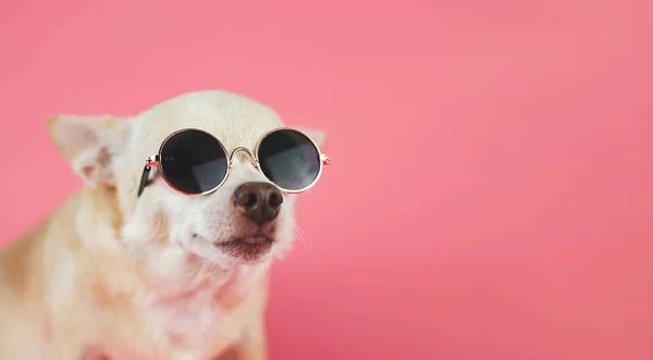 Zamknij Obraz Brązowego Psa Chihuahua Noszącego Okulary Przeciwsłoneczne Siedzącego Różowym — Zdjęcie stockowe