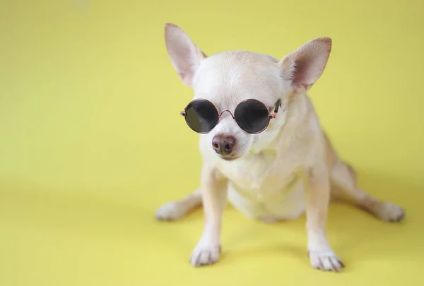 Portrait Brown Chihuahua Dog Wearing Sunglasses Sitting Yellow Background Summer — стоковое фото
