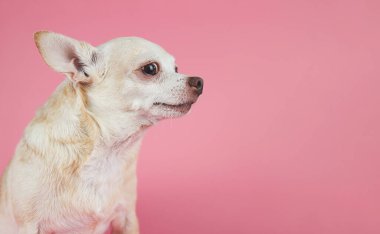 Kahverengi kısa saçlı Chihuahua köpeğinin pembe arka planda fotokopi alanı ile yan portresi.
