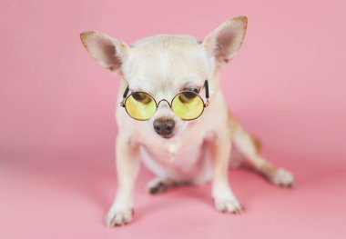 Kahverengi kısa saçlı Chihuahua köpeğinin portresi sarı gözlükler takıyor, pembe arka planda fotokopi alanı ile oturuyor. Akıllı hayvan konsepti.