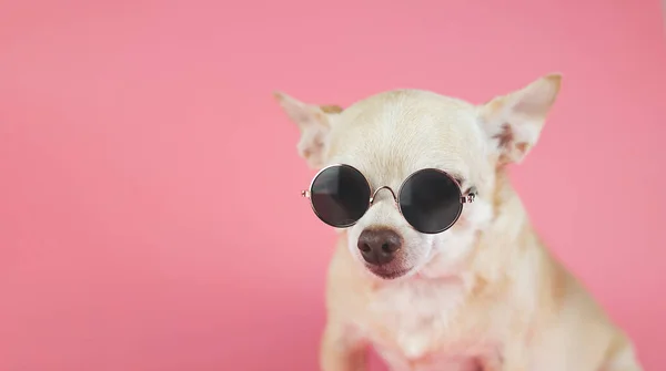 Nahaufnahme Eines Braunen Chihuahua Hundes Mit Sonnenbrille Auf Rosa Hintergrund — Stockfoto