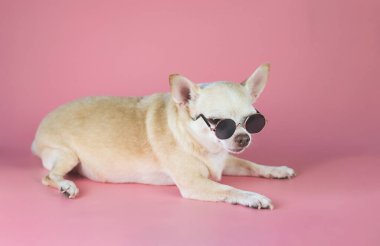 Uykulu kahverengi chihuahua köpeğinin portresi. Pembe arka planda, fotokopi alanı ile birlikte güneş gözlüğü takıyor. Yaz gezisi konsepti.
