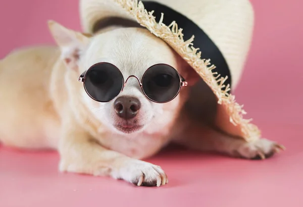 Portret Brązowego Psa Chihuahua Okularach Przeciwsłonecznych Leżącego Pod Słomkowym Kapeluszem — Zdjęcie stockowe