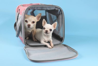 İki farklı boyutta Chihuahua köpeğinin portresi mavi arka planda gezgin evcil hayvan çantasının içinde kameraya bakıyor. Evcil hayvanlarla güvenli yolculuk. İzole edilmiş.