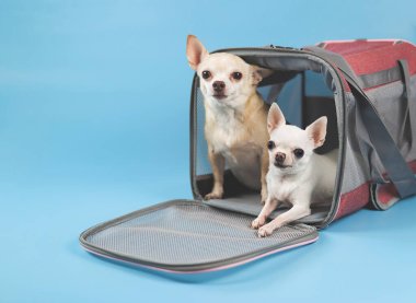 İki farklı boyutta Chihuahua köpeğinin portresi mavi arka planda gezgin evcil hayvan çantasının içinde kameraya bakıyor. Evcil hayvanlarla güvenli yolculuk. İzole edilmiş.