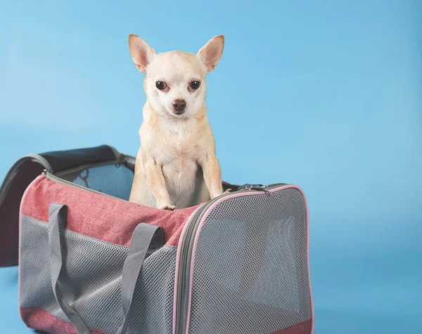 Ritratto Cane Marrone Chihuahua Piedi Guardando Fuori Dalla Borsa Trasportino — Foto Stock
