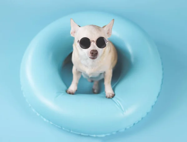 Widok Góry Szczęśliwy Brązowy Krótkie Włosy Pies Chihuahua Noszenie Okularów — Zdjęcie stockowe
