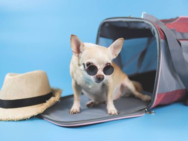 Kahverengi Chihuahua köpeğinin portresi, güneş gözlüğü takıyor ve mavi arka planda gezgin evcil hayvan çantasının önündeki kameraya bakıyor, hasır şapkalı, kopyalama alanındaki. Hayvanlarla iyi yolculuklar..
