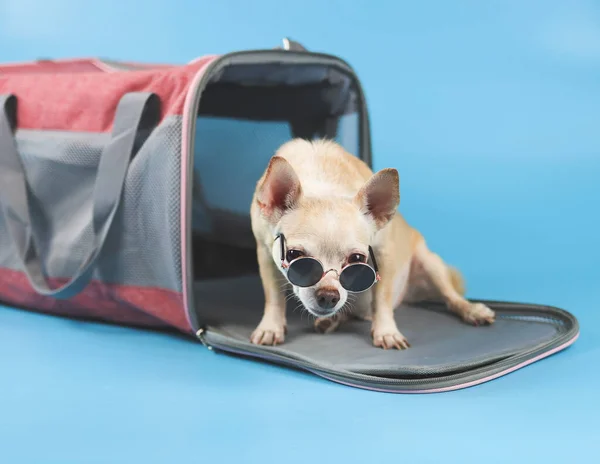 棕色吉娃娃犬的肖像 戴着太阳镜坐在蓝色背景的旅行家宠物袋前面 看着相机 与世隔绝 与动物一起安全旅行 — 图库照片