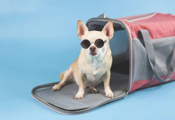 棕色吉娃娃犬的肖像 戴着太阳镜坐在蓝色背景的旅行家宠物袋前面 看着相机 与世隔绝 与动物一起安全旅行 — 图库照片