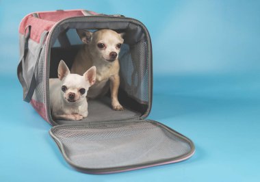 İki farklı boyutta Chihuahua köpeğinin portresi mavi arka planda gezgin evcil hayvan çantasının içinde kameraya bakıyor. Evcil hayvanlarla güvenli yolculuk. İzole edilmiş.
