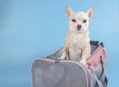 Kahverengi chihuahua köpeğinin portresi ayakta duruyor ve mavi arka plandaki gezgin hayvan taşıyıcı çantasından fotokopi alanı ile bakıyor. Hayvanlarla iyi yolculuklar..