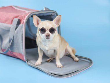 Mavi arka planda gezgin evcil hayvan çantasının önünde oturan gözlüklü kahverengi chihuahua köpeği portresi, izole edilmiş. Hayvanlarla iyi yolculuklar..