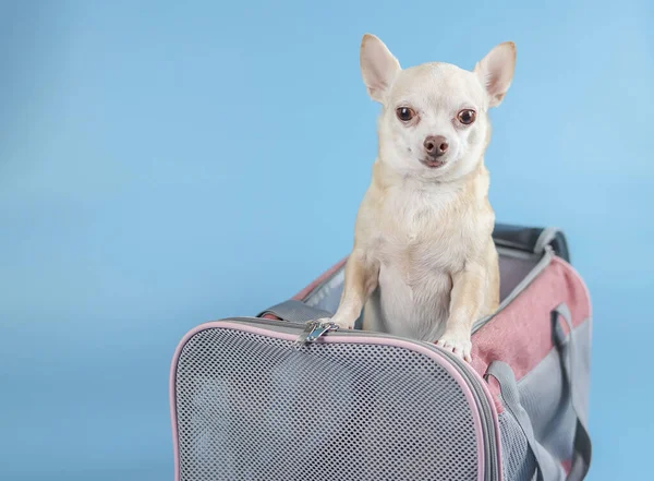 Ritratto Cane Marrone Chihuahua Piedi Guardando Fuori Dalla Borsa Trasportino — Foto Stock