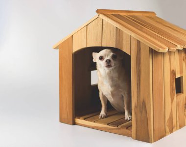 Şişko kahverengi kısa saçlı chihuahua köpeğinin portresi ahşap köpek kulübesinde oturuyor, mavi arka planda izole edilmiş kameraya bakıyor..