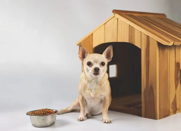 Retrato Pelo Corto Marrón Chihuahua Perro Sentado Frente Casa Del — Foto de Stock