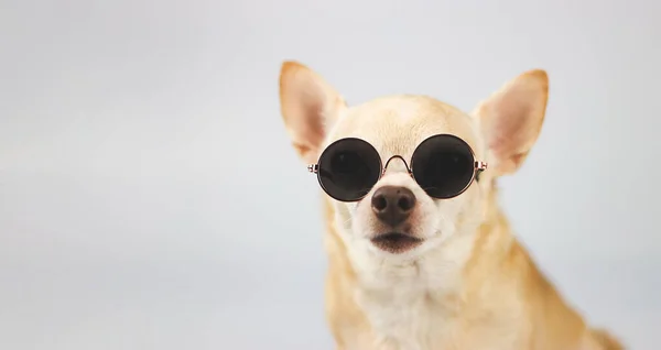 Zamknij Obraz Brązowego Psa Chihuahua Noszącego Okulary Przeciwsłoneczne Siedzącego Białym — Zdjęcie stockowe