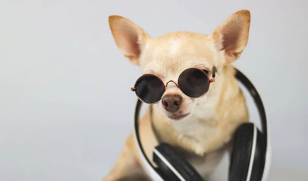 Zamknij Obraz Brązowego Psa Chihuahua Noszenia Okularów Przeciwsłonecznych Słuchawek Wokół — Zdjęcie stockowe