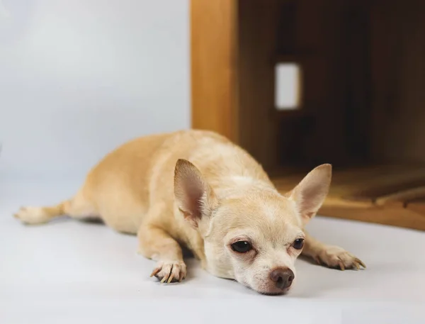 Retrato Pelo Corto Marrón Somnoliento Chihuahua Perro Acostado Frente Casa — Foto de Stock