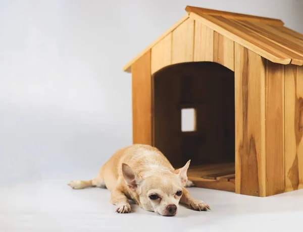 Retrato Pelo Corto Marrón Somnoliento Chihuahua Perro Acostado Frente Casa — Foto de Stock