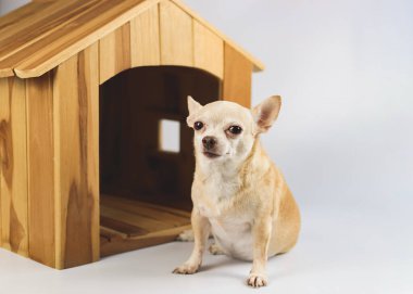 Kahverengi kısa saçlı Chihuahua köpeği portresi ahşap köpek evinin önünde oturuyor, beyaz arka planda izole edilmiş kameraya bakıyor..