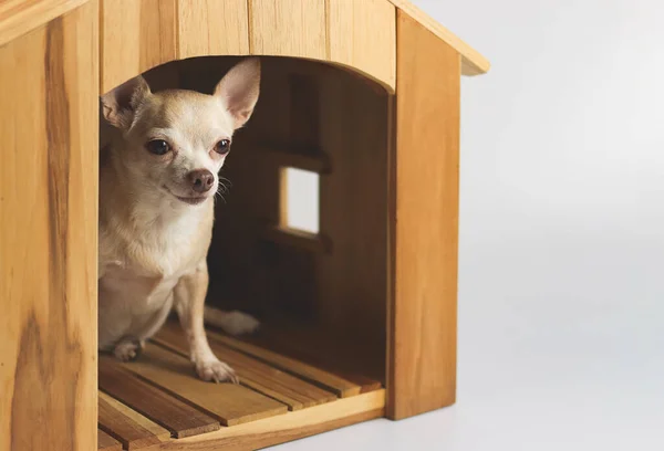 Portrait Fat Brown Short Hair Chihuahua Dog Sitting Wooden Doghouse — Stock Photo, Image