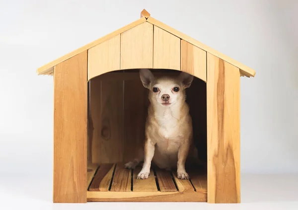 Portrait of  fat brown short hair chihuahua dog sitting  inside  wooden doghouse, isolated on white background.