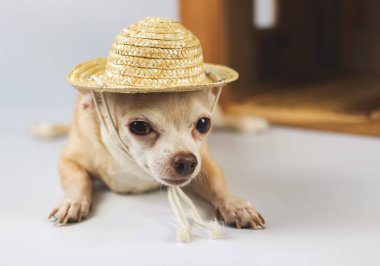 Portrait of brown  short hair  Chihuahua dog wearing straw hat, lying down in  front of wooden dog house l, looking at camera, isolated on white background.