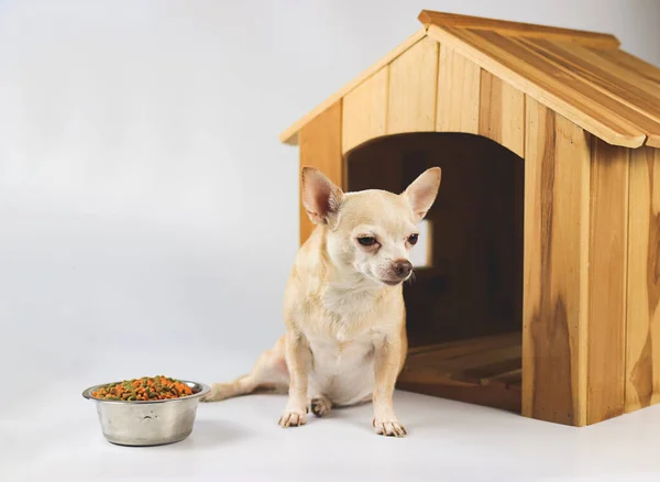 Retrato Perro Chihuahua Pelo Corto Marrón Sentado Frente Casa Perro — Foto de Stock