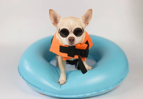 Portrait Cute Brown Short Hair Chihuahua Dog Wearing Sunglasses Orange — Zdjęcie stockowe