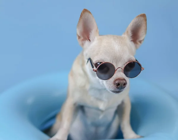 Close Image Brown Short Hair Chihuahua Dog Wearing Sunglasses Standing — Zdjęcie stockowe