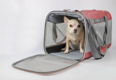 Beyaz arka planda gezgin hayvan çantasının içinde oturan kahverengi chihuahua köpeğinin portresi, kameraya bakıyor. Hayvanlarla iyi yolculuklar..