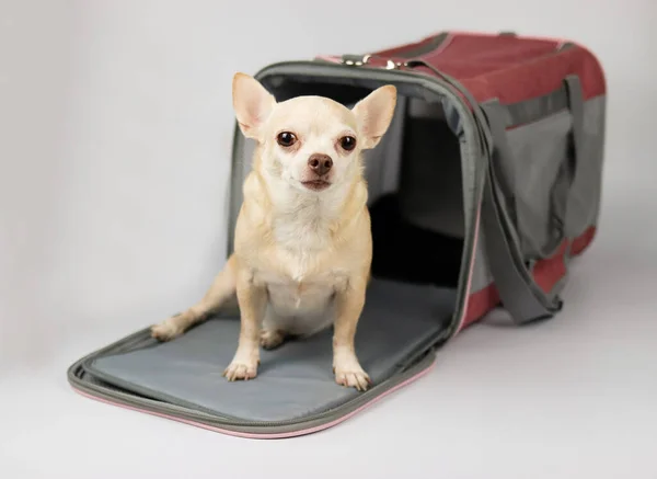 Portrait Chien Chihuahua Brun Assis Regardant Caméra Devant Sac Transport — Photo