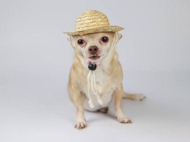 Portrait  of brown chihuahua dog wearing  straw hat,  sitting  on white  background with copy space. summer traveling concept.