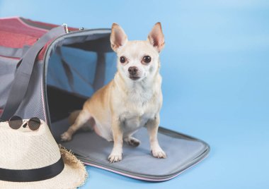 Kahverengi chihuahua köpeğinin portresi gezgin hayvan çantasının önünde duruyor. Hasır şapkalı ve mavi arka planda fotokopi alanı olan güneş gözlüklü. Hayvanlarla iyi yolculuklar..