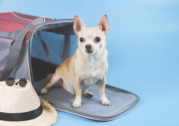 棕色吉娃娃犬的肖像 坐在旅行家宠物袋前面 头戴草帽 头戴墨镜 蓝色背景 有复制空间 与动物一起安全旅行 — 图库照片