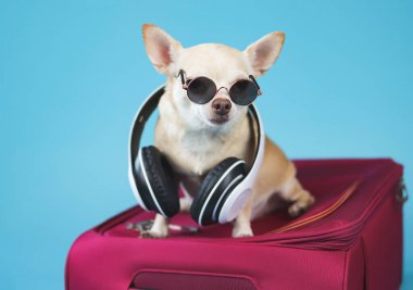 Boynuna güneş gözlüğü ve kulaklık takmış kahverengi chihuahua köpeğinin portresi, mavi arka planda pembe bavulun üzerinde oturuyor. Köpek konseptiyle seyahat etmek.