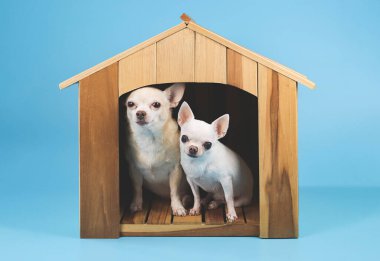 Portrait two different sizes chihuahua dogs sitting  inside  wooden doghouse looking at camera, isolated on blue background.