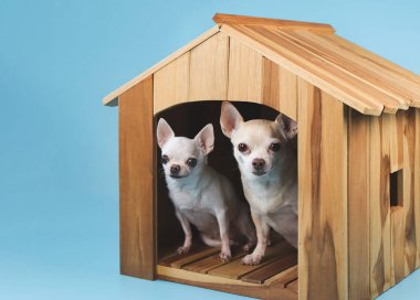 Portrait two different sizes chihuahua dogs sitting  inside  wooden doghouse looking at camera, isolated on blue background.