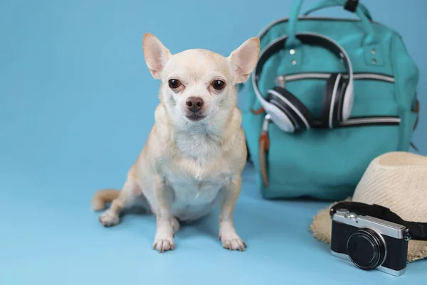 Portrait Cute Brown Short Hair Chihuahua Dog Sitting Blue Background — 图库照片