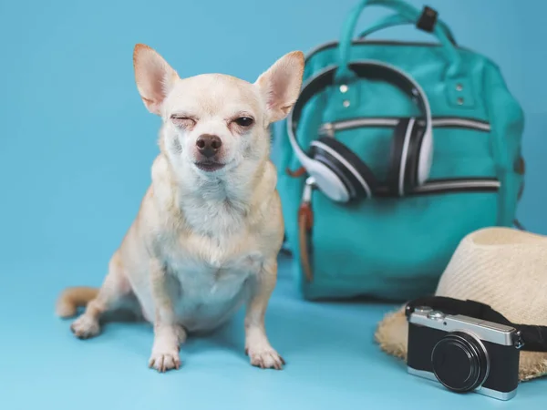 Ritratto Simpatico Cane Marrone Pelo Corto Chihuahua Seduto Sfondo Blu — Foto Stock