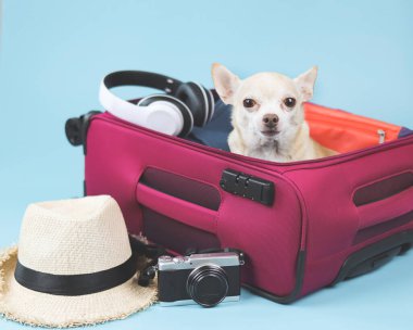 Kahverengi kısa saçlı Chihuahua köpeğinin portresi pembe bavulda oturan gezici aksesuarlar, hasır şapka, kamera ve kulaklıklar, mavi arka planda izole edilmiş..