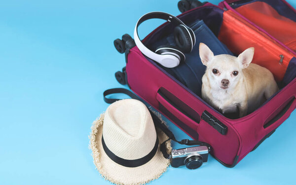 Top view of brown  short hair  Chihuahua dog sitting in pink suitcase with travelling accessories, straw hat, camera and headphones,  isolated on blue background.