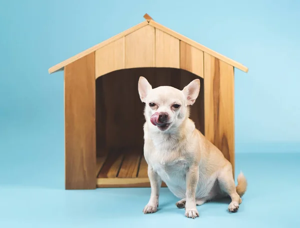 Portrait of brown  short hair  Chihuahua dog sitting in  front of wooden dog house, licking lips, isolated on blue background.