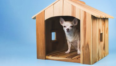 Mavi arka planda izole, ahşap köpek kulübesinde oturan şişman kahverengi kısa saçlı chihuahua köpeği portresi.