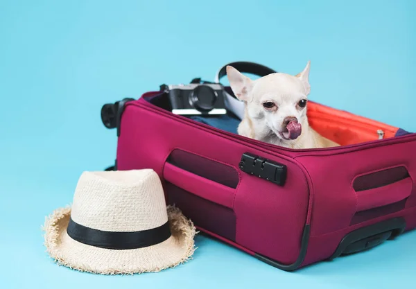 Portrait Brown Short Hair Chihuahua Dog Sitting Pink Suitcase Travelling — Stok fotoğraf