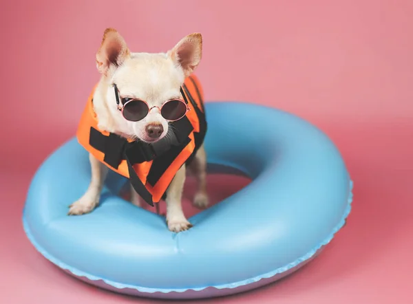 Portret Uroczej Brązowej Krótkiej Sierści Psa Chihuahua Noszącego Pomarańczową Kamizelkę — Zdjęcie stockowe